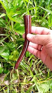 Pipa kayu gali asem super lengkung 1314 cm
