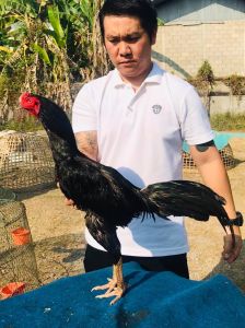 ไข่ไก่ชนก๋อยกัดเเทงหลัง สายเลือดดี ไข่ไก่ชนก๋อยกัดทุบ เจ้ากระทิงหิน รับประกันเชื้อ ร้านจัดส่งไว