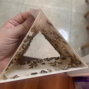 KingBe กับดักผีเสื้อกลางคืนแบบมีกาวในห้องครัวและเสื้อผ้าที่บ้าน