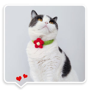 ปลอกคอแมว ปลอกคอไหมพรม ปลอกคอสัตว์เลี้ยง ปลอกคอถัก ผ้าพันคอเเเมว สร้อยคอไหมพรมถัก ลายดอกไม้น่ารัก ปลอกคอหมา นุ่ม ใส่สบาย ใส่ง่าย