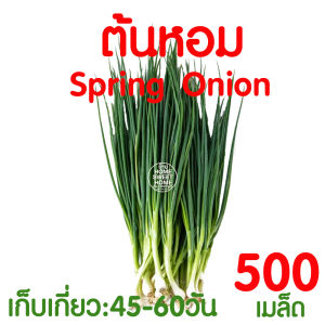 *ค่าส่งถูก* เมล็ดผัก เมล็ดผักสลัด (ต้นหอม 500 เมล็ด) เมล็ดพันธุ์ เมล็ดพันธุ์ผักสลัด งอกดี ปลูกผัก ผักสลัด สลัด salad ไฮโดร hydroponic