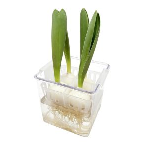 👉【Miễn phí ship cho 1 sản phẩm】AODDO Acrylic Thùng trồng thủy canh Với giỏ hỗ trợ thoáng khí Rõ ràng Chậu hoa thủy canh Tulip Mạnh mẽ Chậu trồng thủy canh Trang trí nhà cửa