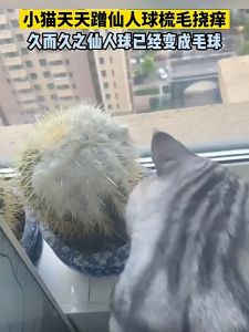 Catnip Hedgehog Wall Sticker Multifunctional Wall Sticker Hedgehog Tickler Teeth Grinder Cat Self-Entertainment Toys Pet Supplies