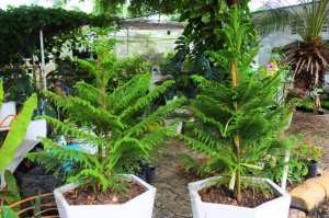 ต้นสนฉัตร (Norfolk island pine) ขนาด 60cm-110cm (ราคาต่อ1ต้น) *ไม่รวมกระถาง*