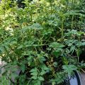 Daun Seladren/ Tespong Segar 500 gram. 