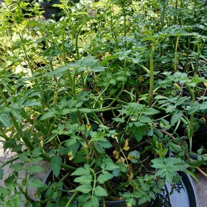 Daun%20Seladren/%20Tespong%20Segar%20500%20gram%20-%20Image%204