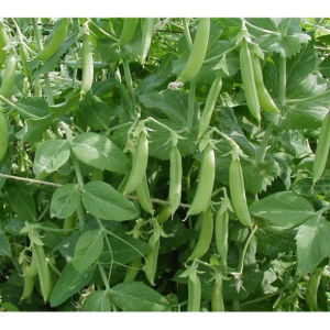 Hạt giống đậu hà lan siêu quả Tỷ lệ nảy mầm >90% Độ thuần >99% Xuất xứ Việt nam