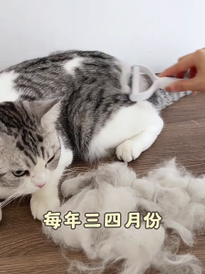 Lông thú cưng lược cho rụng lông thú Lược chải lông chó tất cả các giống chó Lược Massage cho vật nuôi nhẹ nhàng sức khỏe lông thú bảo trì