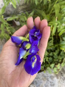 Premium Fresh Butterfly Pea Flowers 15 pcs