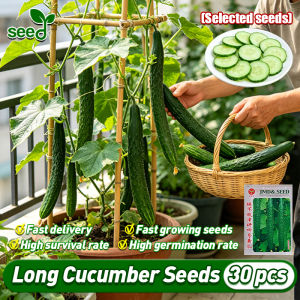 [Selected Seeds] 30pcs/pack High Yield Japanese Cucumber Seeds for Planting Vegetables Plants (Fast growing) Organic Fresh Long Cucumber Seeds Poinsett Cucumber Seedlings Bonsai Vegetable Seeds Balcony Potting Cucumber Live Plant Veggie Seeds