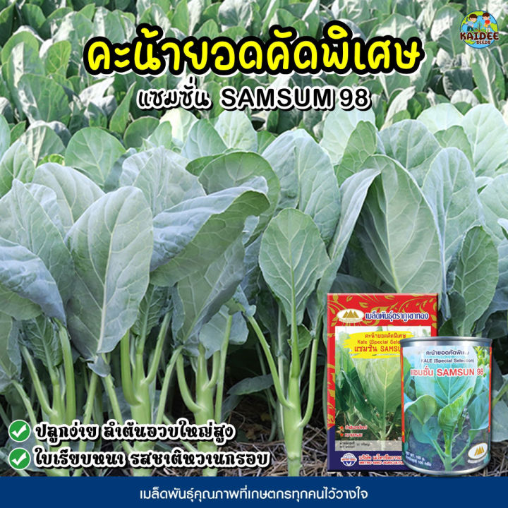 เมล็ดคะน้ายอดคัดพิเศษ แซมซั่น98 ตราภูเขาทอง ความบริสุทธิ์สูง