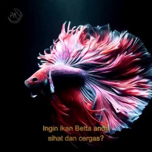in stock PA Sil-Life Betta 30ml Fish Ikan Laga shrimp aquarium colloidal nano silver bacteria luka dropsy velvet kulat Doctor 斗鱼药