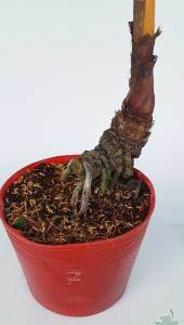 Cây Dừa Kiểng - Cây Cảnh Đẹp Sang Trọng Dễ Trồng Trang Trí Nhà Cửa Ban Công Sân Vườn Văn Phòng