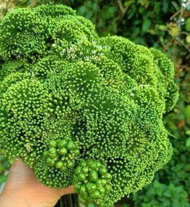 Hoa Sâm ngọc linh ngâm r.ươu