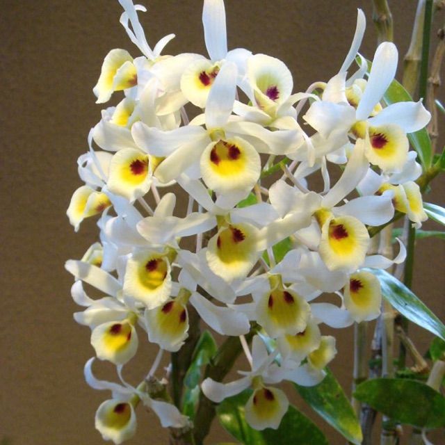 Lan Hoàng phi hạc