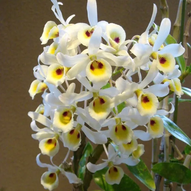 Lan%20Ho%C3%A0ng%20phi%20h%E1%BA%A1c%20-%20Image%201