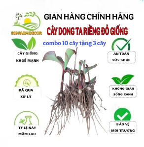 combo 10 cây dong riềng đỏ giống