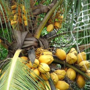 Bibit Kelapa Gading Kuning Unggulan Terlaris