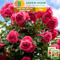 Phân Bón Hữu Cơ Green Farm, GreenHome, Gói 1kg, Chuyên Dùng Cho Cây Cảnh, Hoa Hồng. 