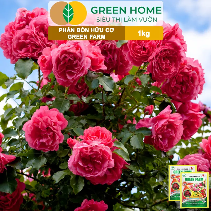 Ph%C3%A2n%20B%C3%B3n%20H%E1%BB%AFu%20C%C6%A1%20Green%20Farm,%20GreenHome,%20G%C3%B3i%201kg,%20Chuy%C3%AAn%20D%C3%B9ng%20Cho%20C%C3%A2y%20C%E1%BA%A3nh,%20Hoa%20H%E1%BB%93ng%20-%20Image%203