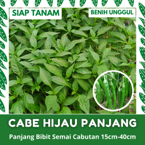 (10 BATANG) BIBIT SEMAI CABE HIJAU BESAR PANJANG CABUTAN SIAP TANAM