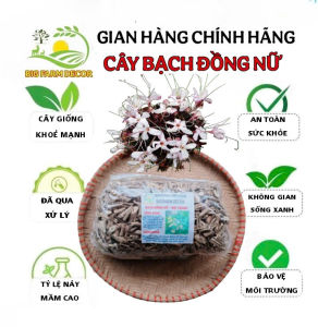 100g cây bạch đồng nữ sấy khô