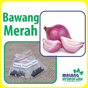 Benih Bawang Merah Unggulan berkualitas biji bibit hydroponik hidroponik sayuran tanaman sayur