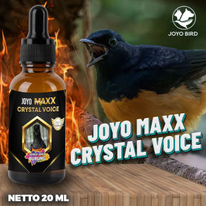 VITAMIN BURUNG SUARA JERNIH | SUARA KRISTAL |SUARA MERDU| ( MAXX CRISTAL VOICE)