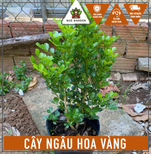 Cây Ngâu Hoa Vàng - Tổng thể tầm 40-50 cm - Thích hợp cho sân vườn!