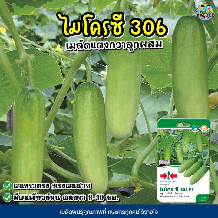 เมล็ดแตงกวาไมโครซี 306 F1 ตราศรแดง 70 เมล็ด ผลยาว 9-10 ซม. เก็บเกี่ยวไว