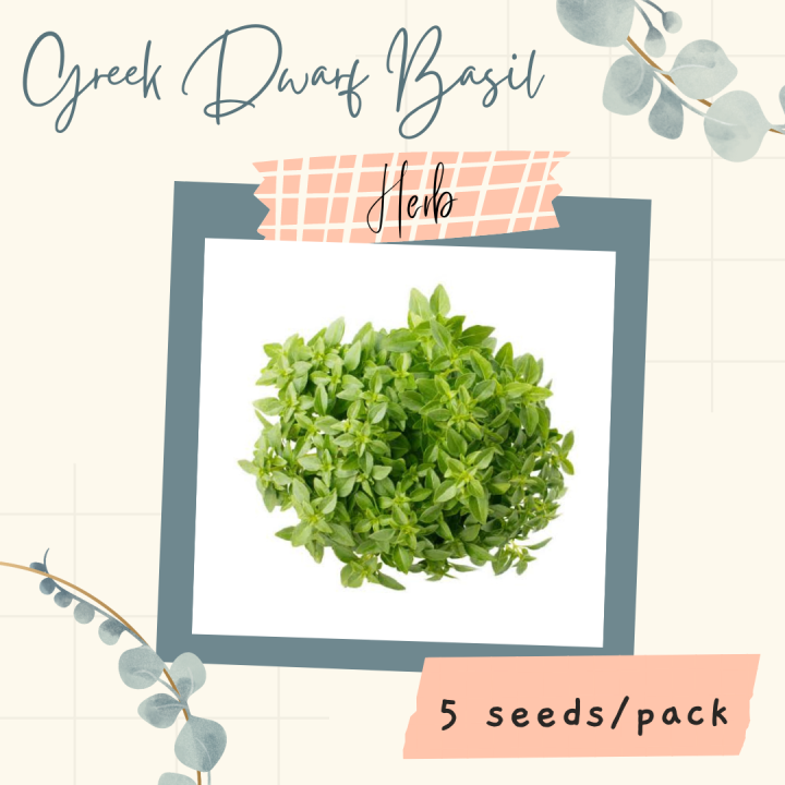 Greek Dwarf Basil Seeds for Planting 5 seeds HERB Lazada PH