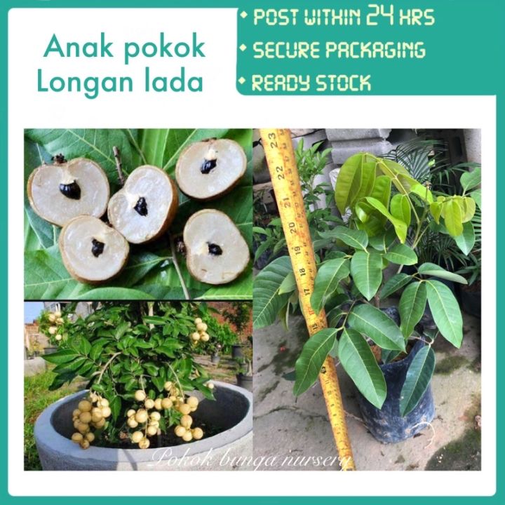 PBN - anak pokok longan lada hitam - mata kucing isi tebal bunga nursery fruit sapling buah outdoor hybrid cepat berbuah