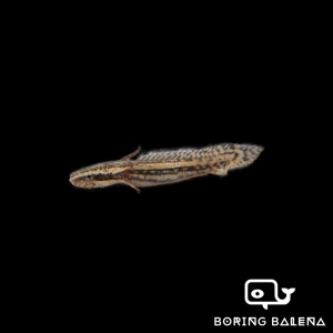 BRBN Polypterus Lapradei Bichir - Bichir Fish - Dinosaur Bichir - Ikan Bichir - Aquarium Freshwater Fish / Ikan Air Tawar
