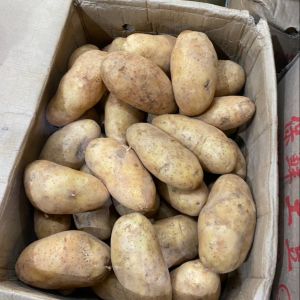 มันฝรั่ง มันฝรั่งสด มันสปุนต้า มันไทย มันโอ มันเอ ทอดไม่ดำ