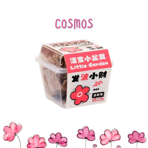Sprout Cube|Transparent Plant Kit with Soil + Seeds