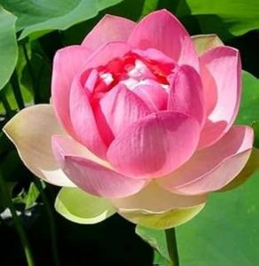 japanese mini lotus seeds