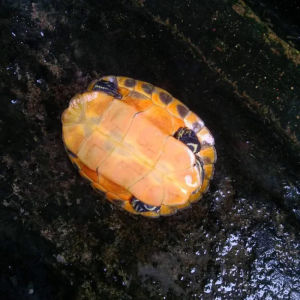 （高端精品龟）火焰龟进口红黄腹龟宠物观赏深水乌龟苗圆澳火焰龟乌龟东锦吃鱼粪