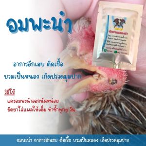 อมพะนำไก่ชน