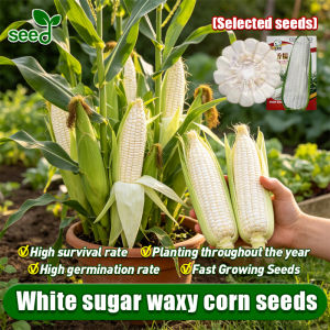 [Selected Seeds] 100% Legit White Corn Seeds for Planting White Lagkitan Corn Seeds for Planting Vegetable Plants incl. Planting Instruction (Fast Growing 40 Seed) Sweet Glutinous Corn Seeds Hybrid F1 Seeds Vegetables Seeds for Pot Gardening Condor Seeds