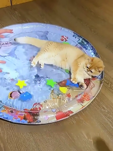 Sensory Water Pad for Pet Interaction Cats and Dog Play Mat for Cooling Indoor Activity Water Play Mat for Stress Reduce