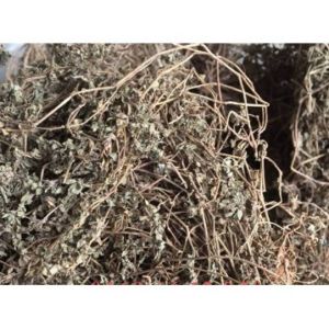 100GRM Cỏ vú sữa đất loại lá nhỏ