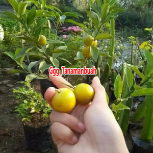 Bibit Jeruk Tongheng Berbuah Lebat Hasil Okulasi