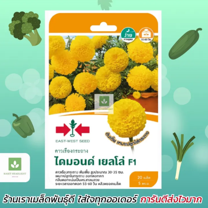 เมล็ดพันธุ์ดาวเรือง ศรแดง ไดมอนด์ เยลโล่ F1 ต้นเตี้ย สำหรับกระถาง