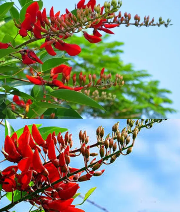 C%C3%A2y%20Osaka%20%C4%91%E1%BB%8F%20-%20Mu%E1%BB%93ng%20hoa%20%C4%91%E1%BB%8F%20-%20Image%206