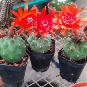 XƯƠNG RỒNG MATU HOA ĐỎ ĐẸP-   Tặng Kèm chậu nhựa nhỏ