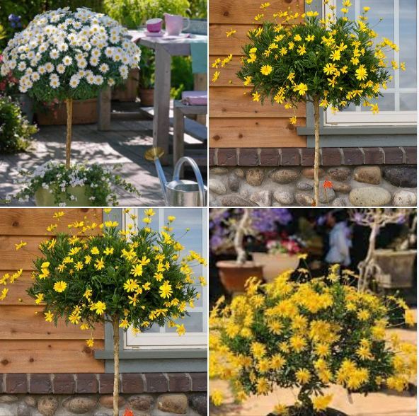 "Gói 50 Hạt " Hạt giống hoa cúc thân gỗ - cúc trường thọ