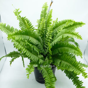 ต้นเฟิร์นไพลิน กระถาง 8 นิ้ว พร้อมลวดเเขวน ต้นไม้ฟอกอากาศ