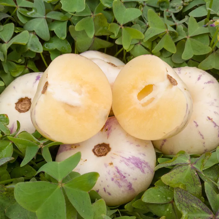 20PCS Pepino Melon Seeds Gardening Ginseng Fruit Seeds Organic Bonsai Tree Seed Indoor and Outdoor Real Plants Potted Live Plants for Sale Garden Decor rijk zwaan