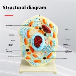 Cell Anatomy Model Biology Science Model Learning Aid Animal Cell Model Biology Teaching Aid for Classroom Display