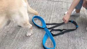 สายพยุงสุนัข ที่พยุงสุนัข ฝึกกายภาพบําบัด ด้านหลัง Doglemi